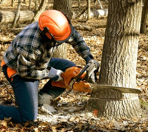 Tree Removal in Pine Lake, GA
